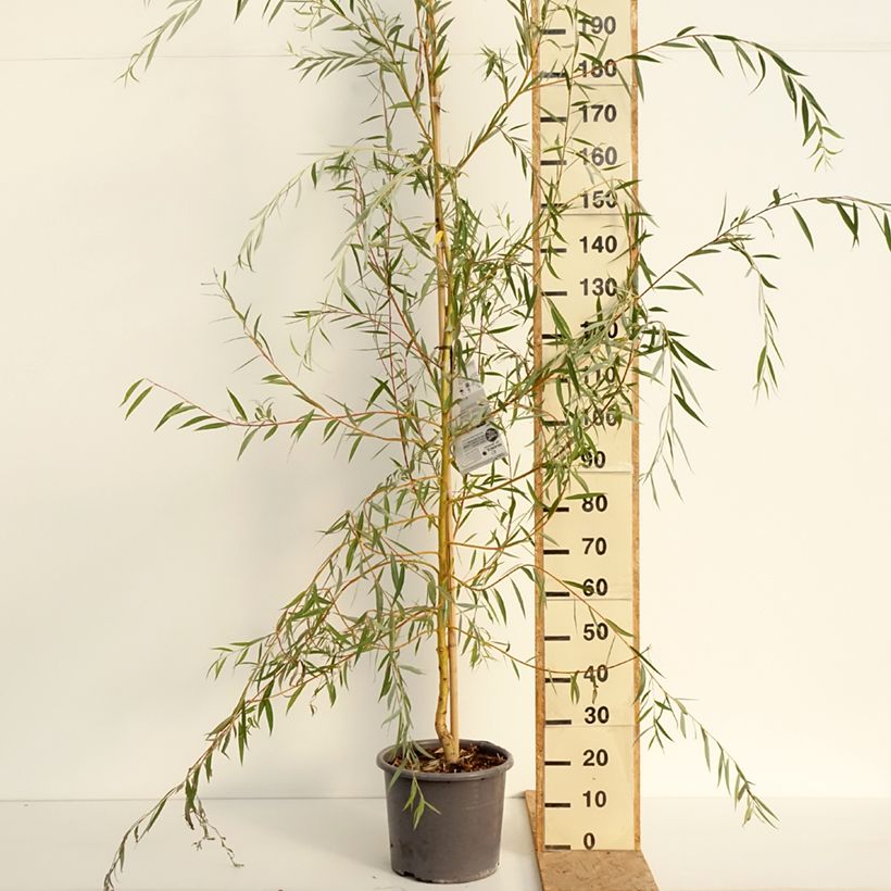 Exemplaar van Salix alba Tristis - Schietwilg Pot van 12 l/15 l, Kroonhoogte zoals geleverd in de zomer