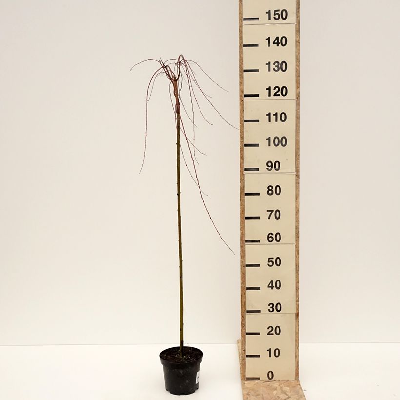 Exemplaar van Salix integra Pendula - Bonte wilg Pot van 3 l/4 l, Stengel zoals geleverd in de winter