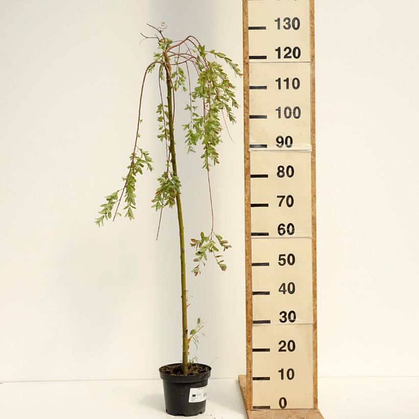 Exemplaar van Salix integra Pendula - Bonte wilg Pot van 3 l/4 l, Stengel zoals geleverd in de zomer