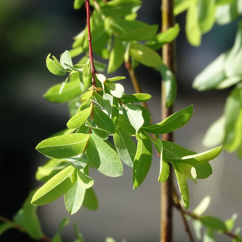 Salix integra Pendula - Bonte wilg (Blad)