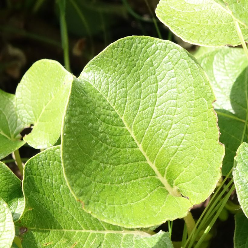 Salix kurilensis - Kruipwilg van de Koerilen (Blad)