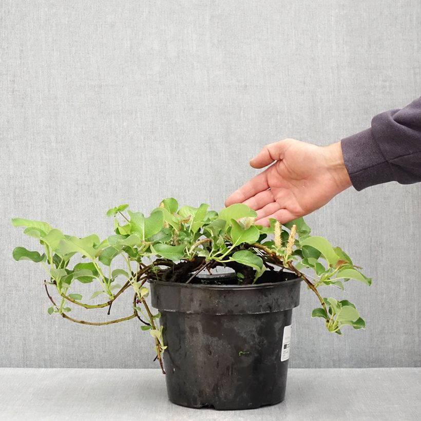 Exemplaar van Salix kurilensis - Kruipwilg van de Koerilen Pot van 4 l/5 l zoals geleverd in de lente