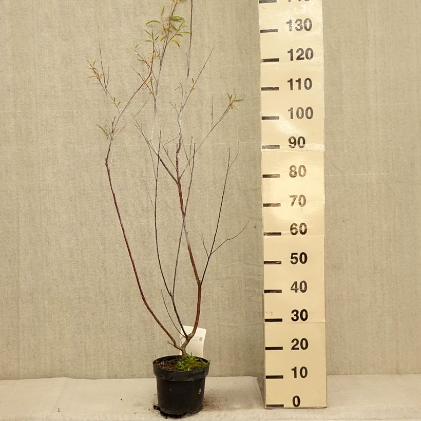 Exemplaar van Salix acutifolia Blue Streak - Kaspische zandwilg Pot van 3 l/4 l zoals geleverd in de herfst