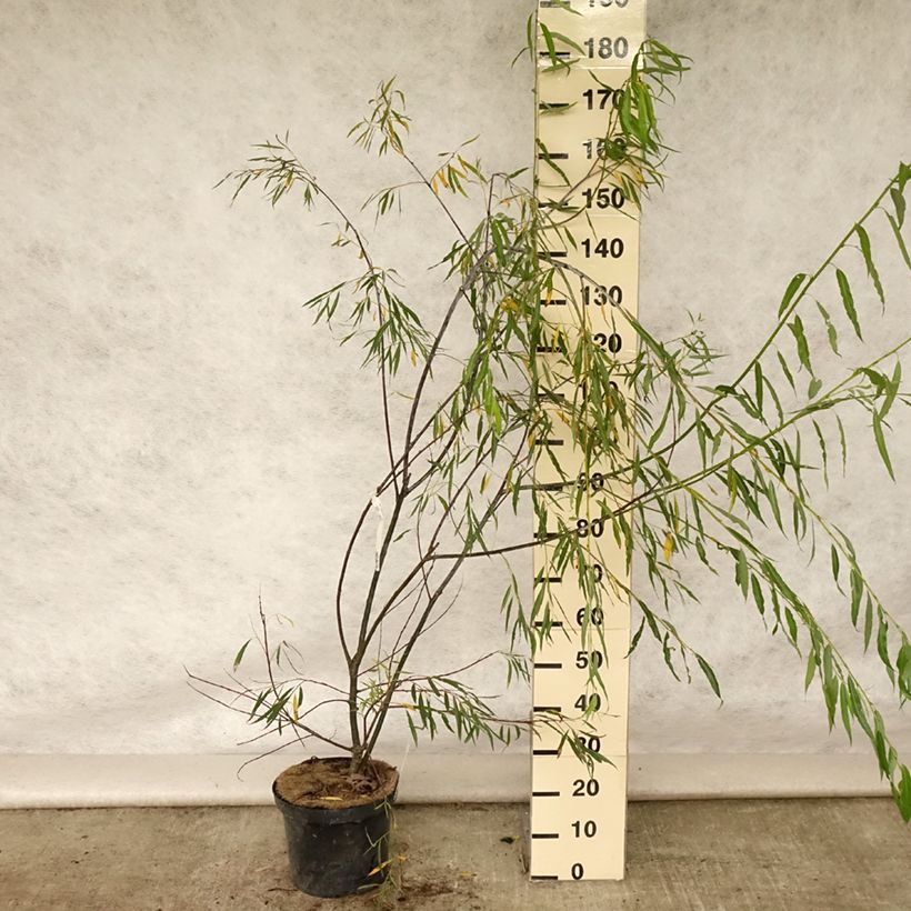Exemplaar van Salix acutifolia Blue Streak - Kaspische zandwilg Pot van 7,5 l/10 l zoals geleverd in de zomer