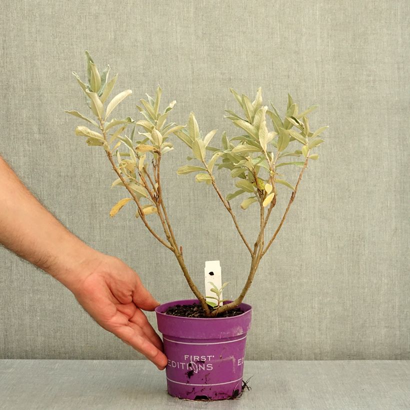 Exemplaar van Salix candida Iceberg Alley - Witte wilg Pot van 1,5 l/2 l zoals geleverd in de zomer