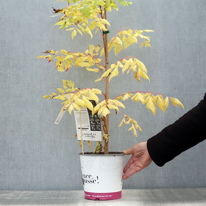 Exemplaar van Koelreuteria paniculata Coral Sun - Gele zeepboom Pot van 3 l/4 l zoals geleverd in de herfst