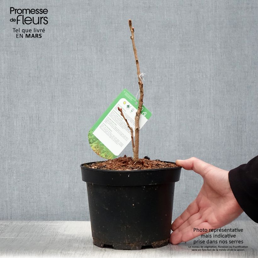 Example of Koelreuteria paniculata Coral Sun - Gele zeepboom Pot van 3 l/4 l as you get in printemps