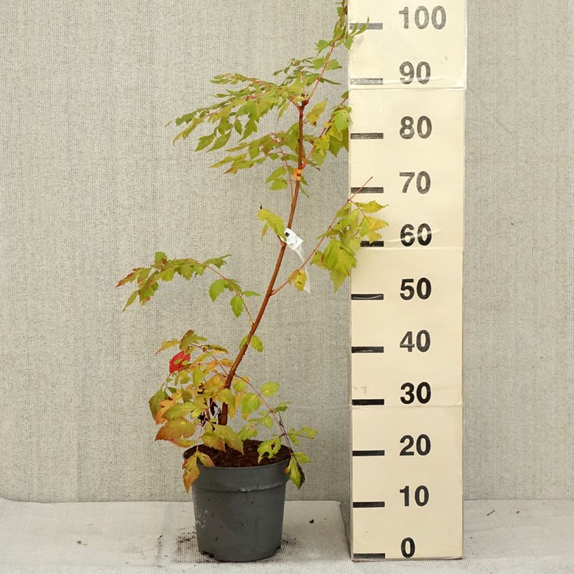 Exemplaar van Koelreuteria paniculata Coral Sun - Gele zeepboom Pot van 7,5 l/10 l zoals geleverd in de herfst