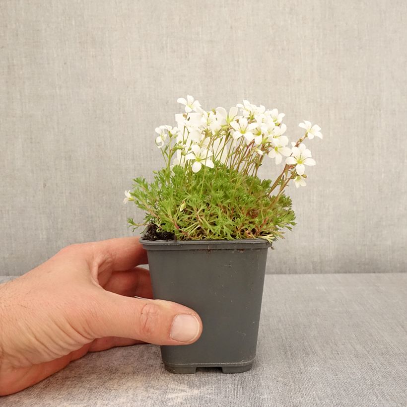 Exemplaar van Saxifraga arendsii Adebar - Steenbreek Kweekpotje van 8/9 cm zoals geleverd in de lente