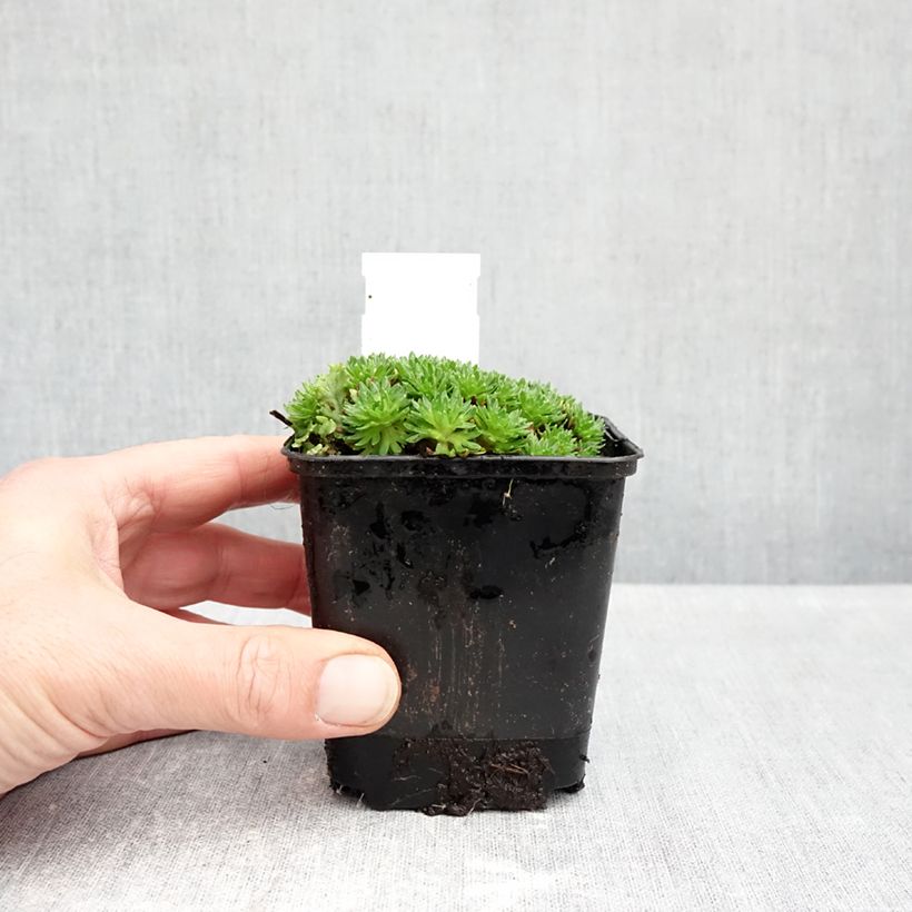 Exemplaar van Saxifraga arendsii Compactum - Steenbreek Kweekpotje van 8/9 cm zoals geleverd in de herfst