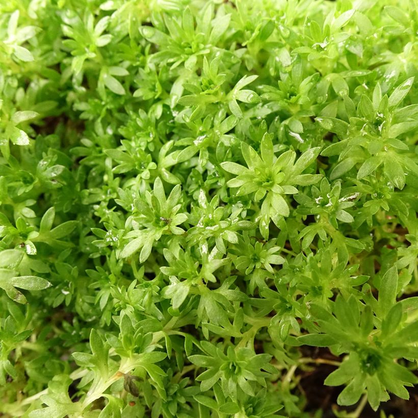 Saxifraga arendsii Compactum - Steenbreek (Blad)