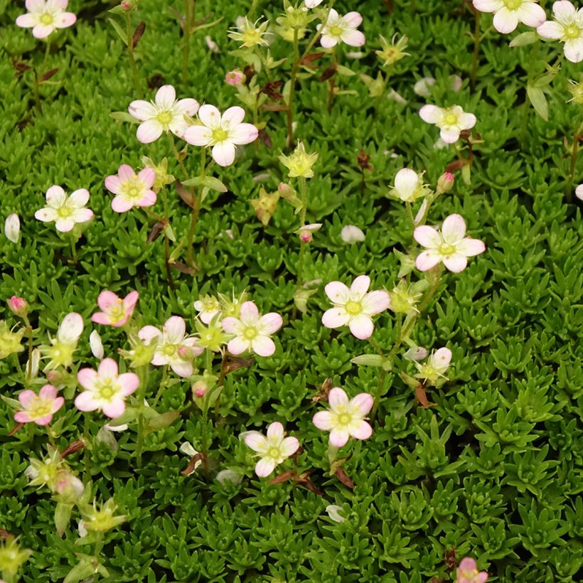 Saxifraga arendsii Compactum - Steenbreek (Bloei)