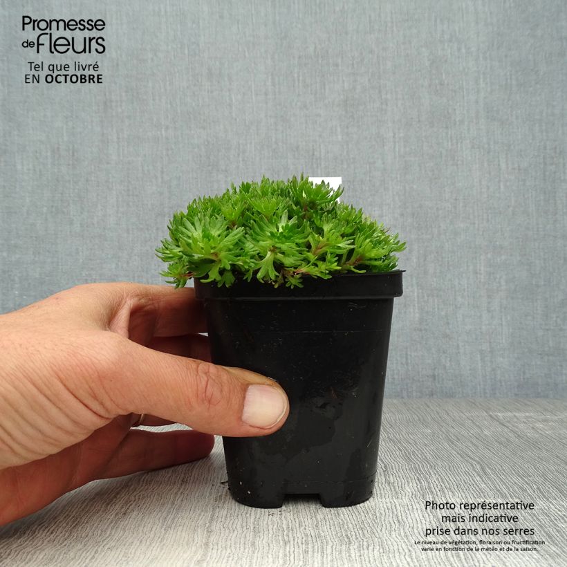 Exemplaar van Saxifraga arendsii Purpurteppich - Steenbreek Kweekpotje van 8/9 cm zoals geleverd in de herfst