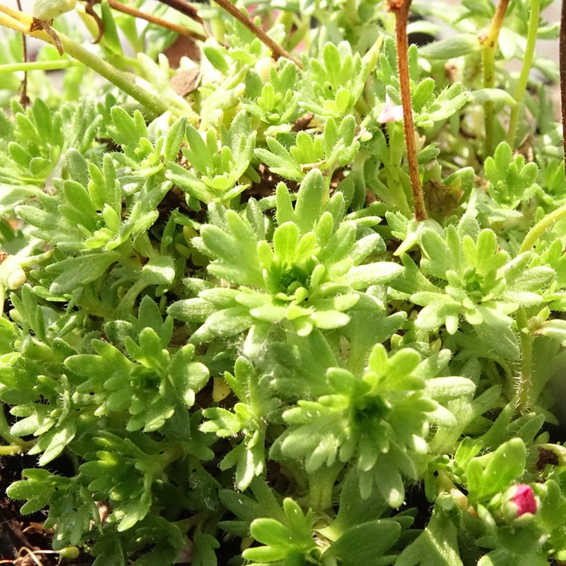 Saxifraga arendsii Purpurteppich - Steenbreek (Blad)