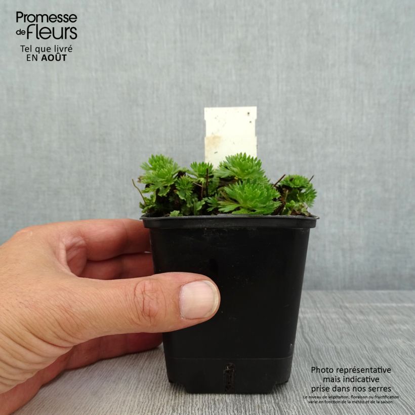 Exemplaar van Saxifraga arendsii Ware's Crimson - Steenbreek Kweekpotje van 8/9 cm zoals geleverd in de zomer