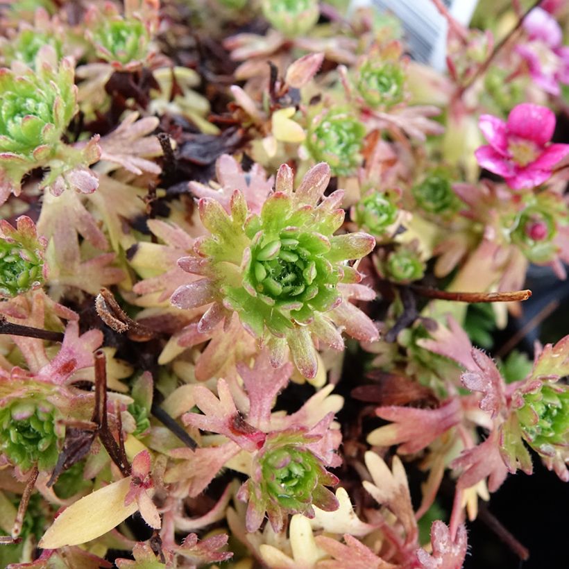 Saxifraga arendsii Ware's Crimson - Steenbreek (Blad)