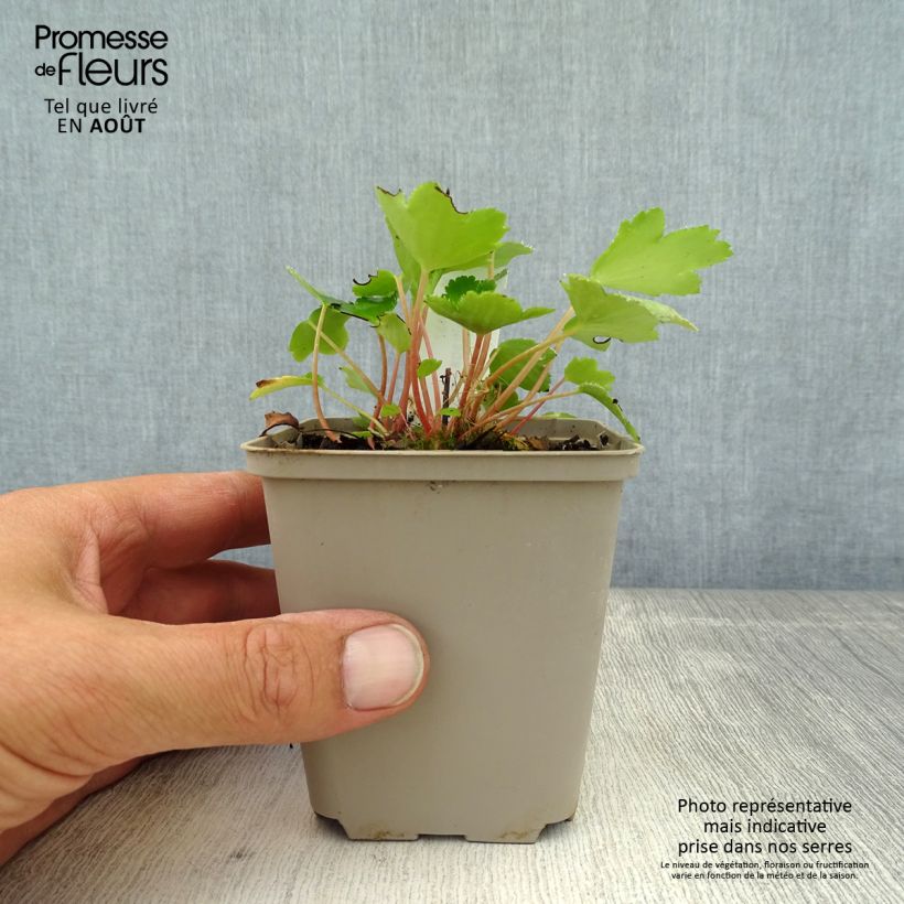 Exemplaar van Saxifraga cortusifolia Shiranami - Herfststeenbreek Kweekpotje van 8/9 cm zoals geleverd in de zomer