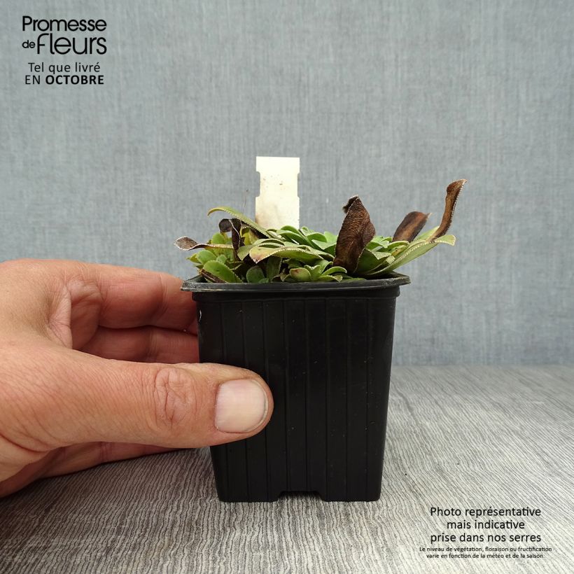 Exemplaar van Saxifraga cotyledon Southside Seedling - Steenbreek Kweekpotje van 8/9 cm zoals geleverd in de herfst