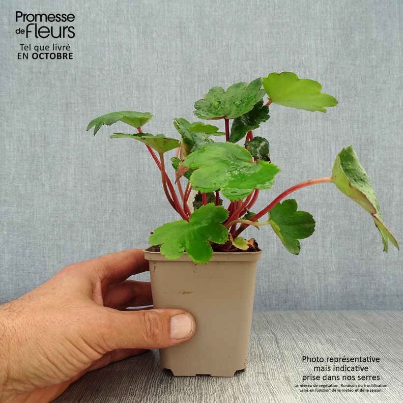 Exemplaar van Saxifraga fortunei Beni Tsukasa - Steenbreek Kweekpotje van 8/9 cm zoals geleverd in de herfst