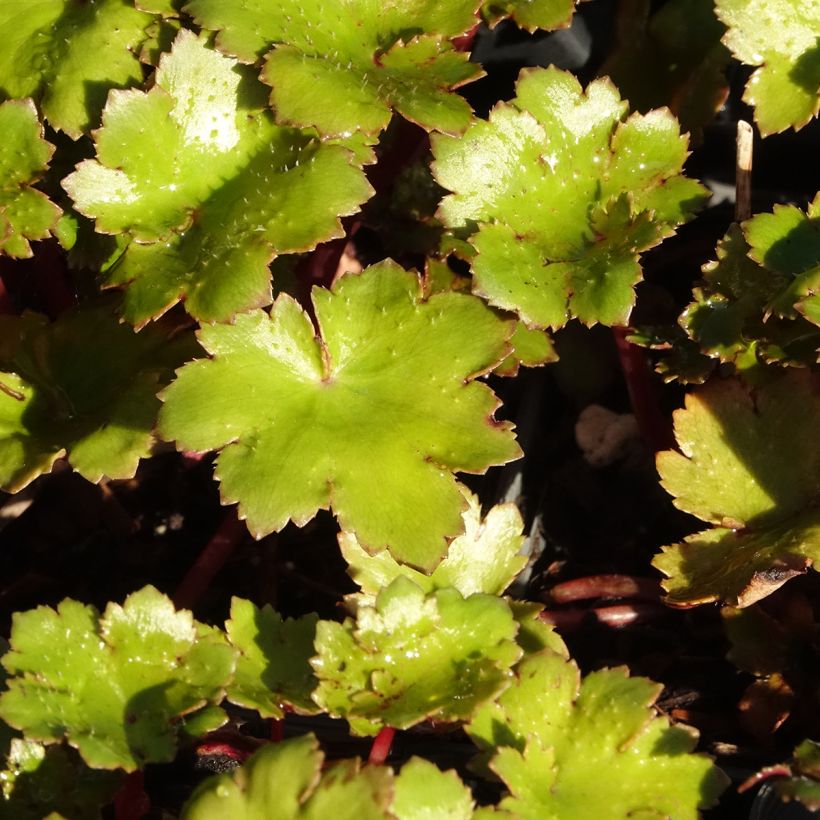 Saxifraga fortunei Beni Tsukasa - Steenbreek (Blad)