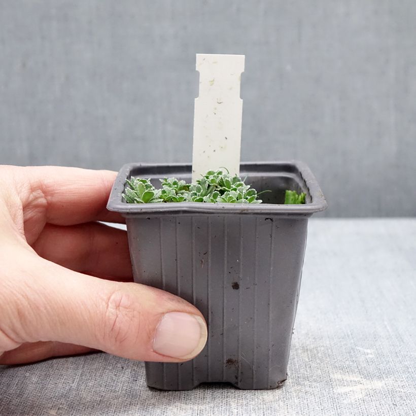 Exemplaar van Saxifraga paniculata var.minutifolia - Saxifrage Kweekpotje van 8/9 cm zoals geleverd in de winter