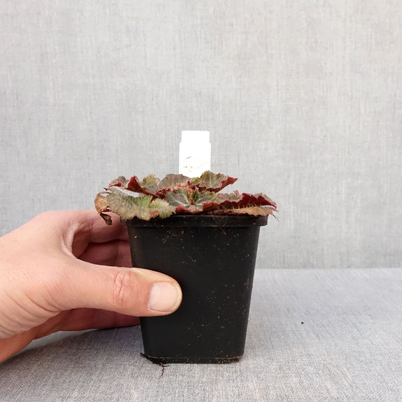 Example of Saxifraga stolonifera Cuscutiformis - Moederplantje Kweekpotje van 8/9 cm as you get in hiver