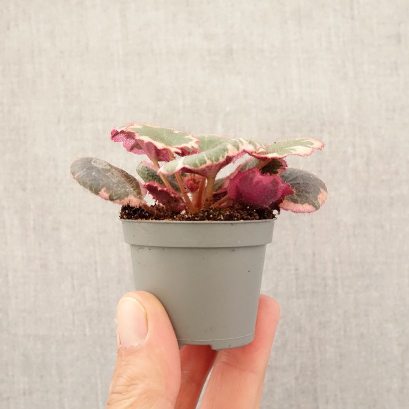 Exemplaar van Saxifraga stolonifera Variegata - Moederplantje Mini-kamerplanten zoals geleverd in de lente