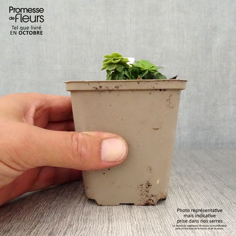 Exemplaar van Saxifraga umbrosa Clarence Elliott - Schildersverdriet Kweekpotje van 8/9 cm zoals geleverd in de herfst