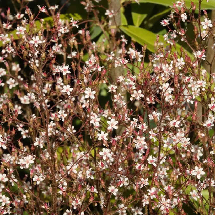 Saxifraga Aureopunctata - Schildersverdriet (Bloei)