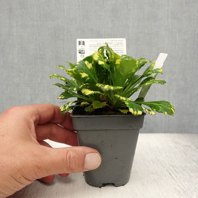Exemplaar van Saxifraga Aureopunctata - Schildersverdriet Kweekpotje van 8/9 cm zoals geleverd in de zomer