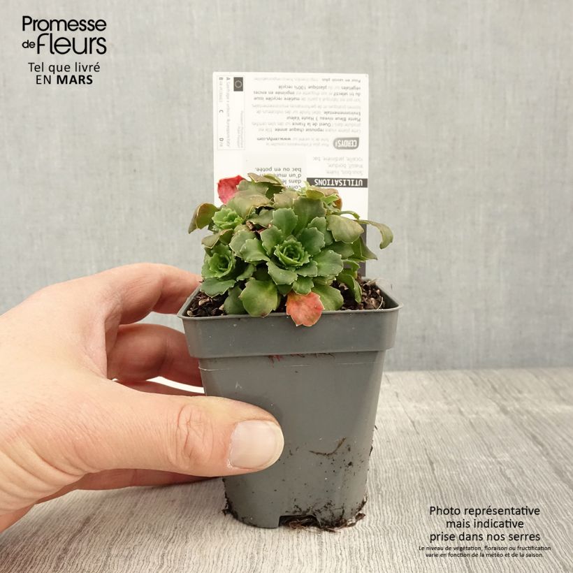 Example of Saxifraga Aureopunctata - Schildersverdriet Kweekpotje van 8/9 cm as you get in printemps