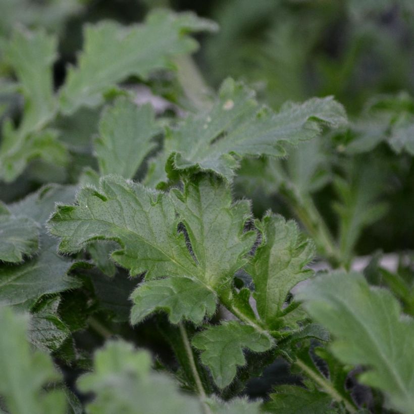 Scabiosa columbaria Pink Mist - Duifkruid (Blad)