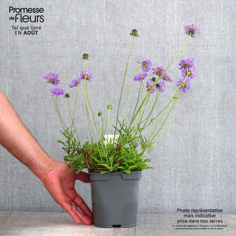 Exemplaar van Scabiosa columbaria Butterfly Blue - Duifkruid Pot van 2 l/3 l zoals geleverd in de zomer