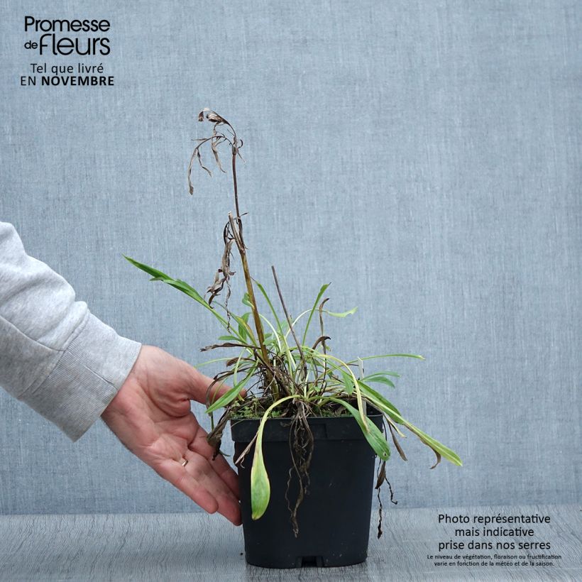 Exemplaar van Scabiosa caucasica Alba - Kaukasisch duifkruid Pot van 2 l/3 l zoals geleverd in de herfst