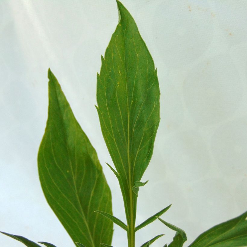 Scabiosa Cherry Vanilla Scoop - Duifkruid (Blad)