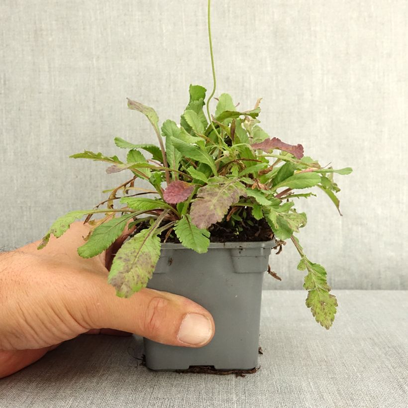 Exemplaar van Scabiosa Nova Dew Drops - Duifkruid Kweekpotje van 8/9 cm zoals geleverd in de zomer