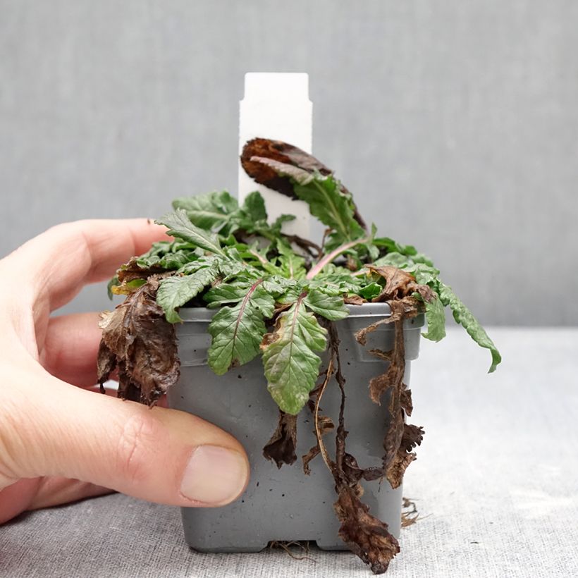 Exemplaar van Scabiosa Nova Dew Drops - Duifkruid Kweekpotje van 8/9 cm zoals geleverd in de winter