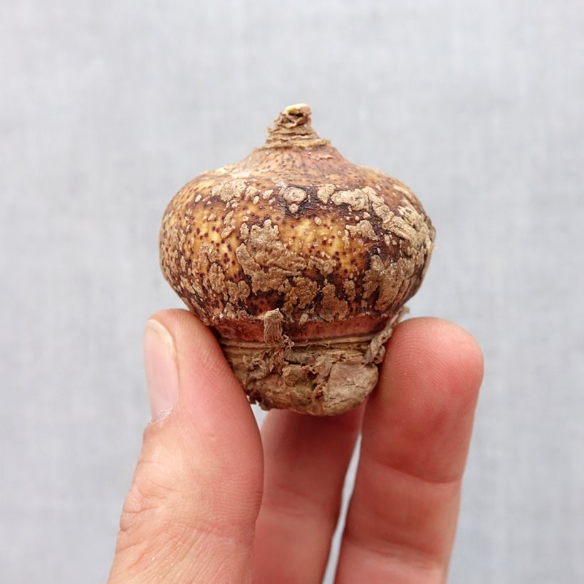 Exemplaar van Scadoxus multiflorus multiflorus - Poederkwast Bol kaliber 16+ zoals geleverd in de lente