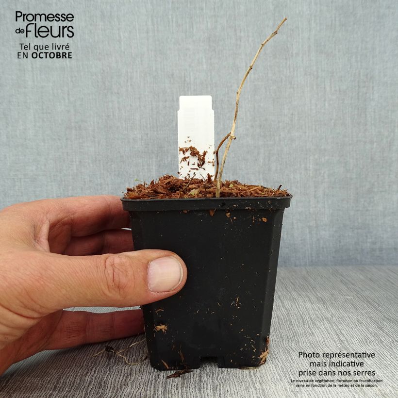 Exemplaar van Polygonatum falcatum Variegatum - Salomonszegel Kweekpotje van 8/9 cm zoals geleverd in de herfst