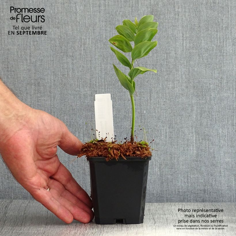 Exemplaar van Polygonatum commutatum - Salomonszegel Kweekpotje van 8/9 cm zoals geleverd in de zomer