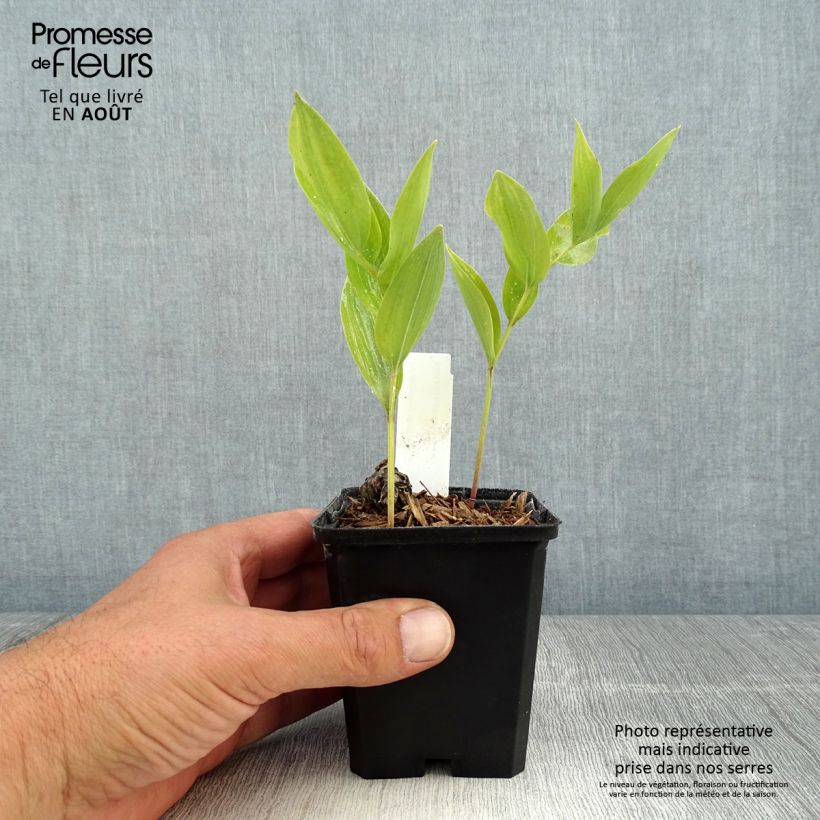 Exemplaar van Polygonatum odoratum - Welriekende salomonszegel Kweekpotje van 8/9 cm zoals geleverd in de zomer