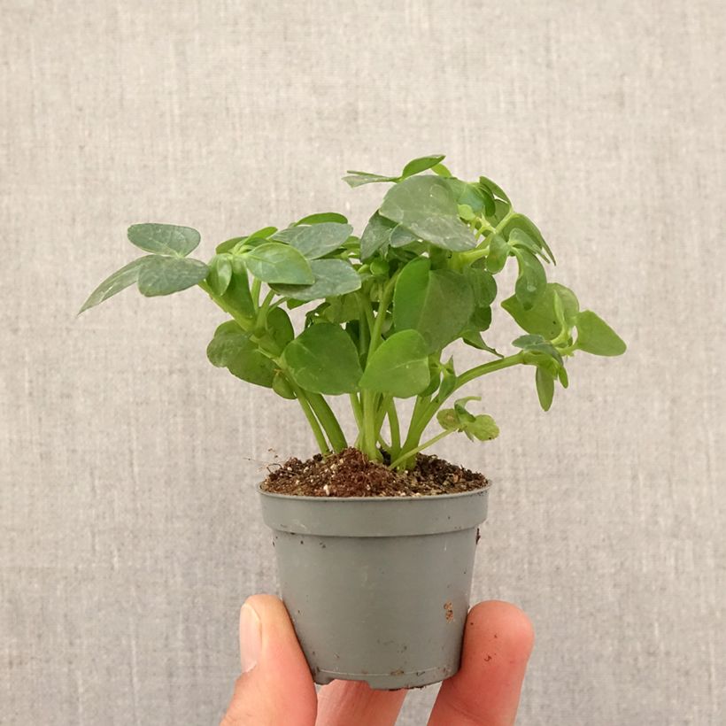 Exemplaar van Schefflera arboricola - Vingersboom Mini-kamerplanten zoals geleverd in de lente