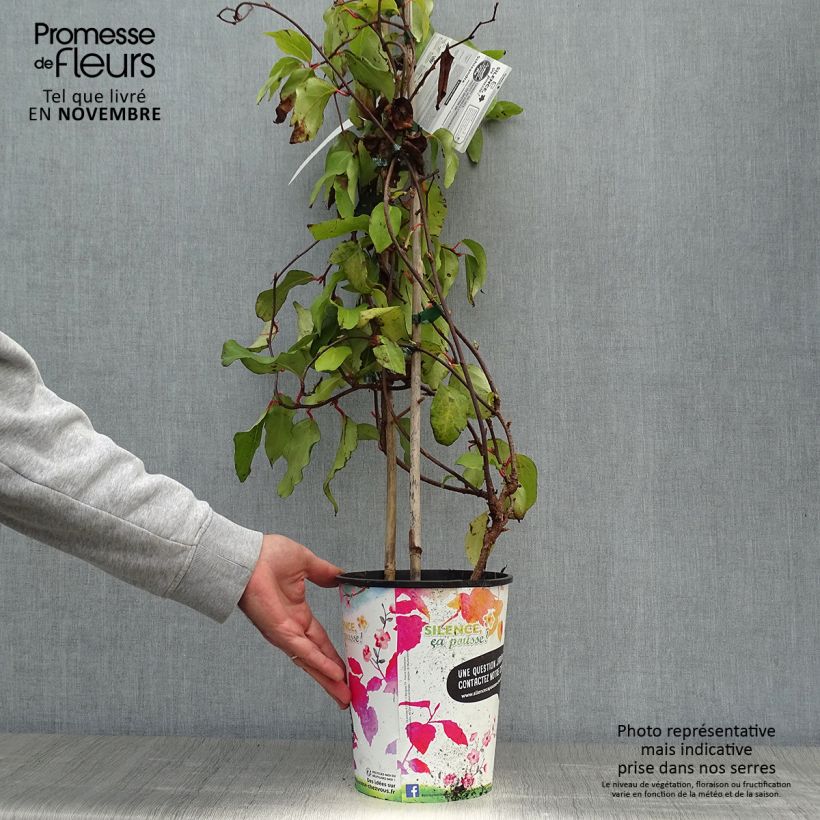 Exemplaar van Schisandra rubriflora - Chinese magnolia-wijnstok Pot van 4 l/5 l zoals geleverd in de herfst