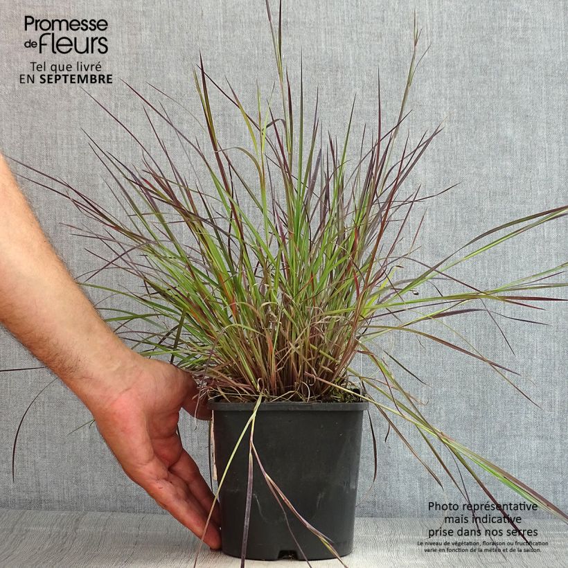 Exemplaar van Schizachyrium scoparium Colorado - Prairiegras Pot van 2 l/3 l zoals geleverd in de zomer