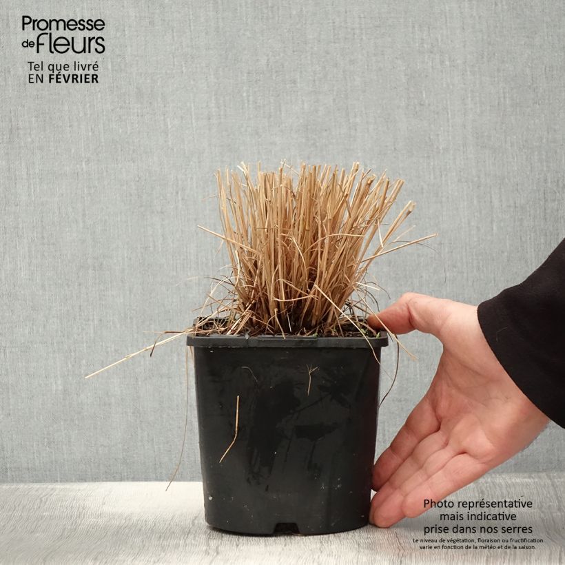 Exemplaar van Schizachyrium Colorado - Herbe à balais Pot de 2L/3L zoals geleverd in de winter