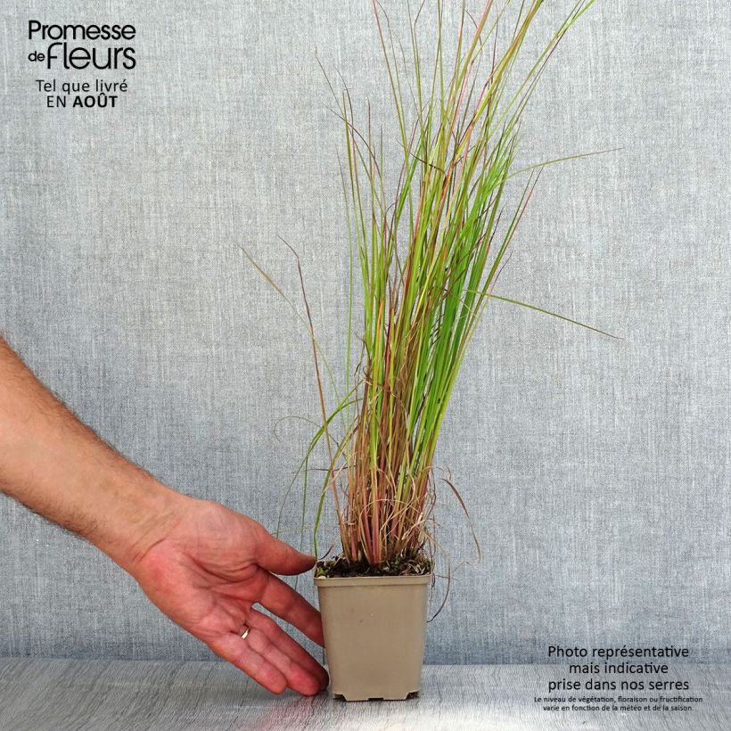 Exemplaar van Schizachyrium scoparium Blaze - Prairiegras Kweekpotje van 8/9 cm zoals geleverd in de zomer