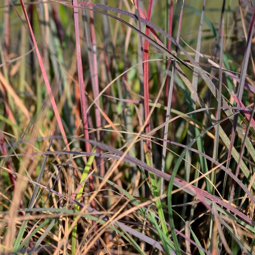 Schizachyrium scoparium Blue Heaven - Prairiegras (Blad)