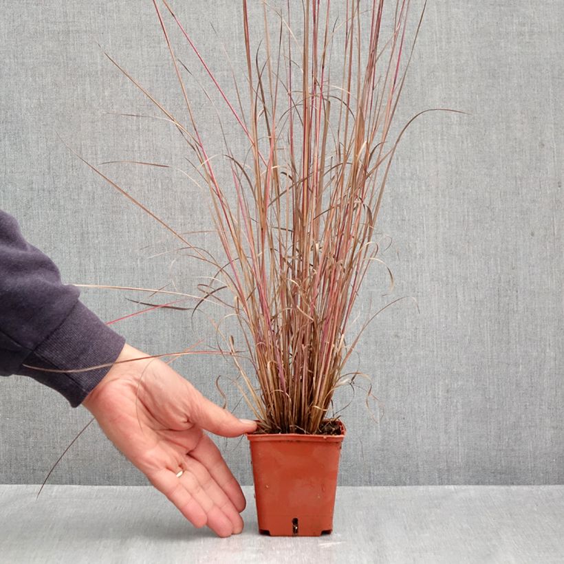 Exemplaar van Schizachyrium scoparium Blue Heaven - Prairiegras Kweekpotje van 8/9 cm zoals geleverd in de herfst
