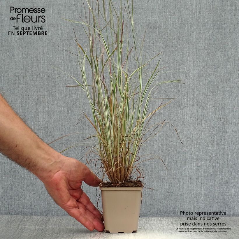 Exemplaar van Schizachyrium scoparium Chameleon - Prairiegras Kweekpotje van 8/9 cm zoals geleverd in de herfst