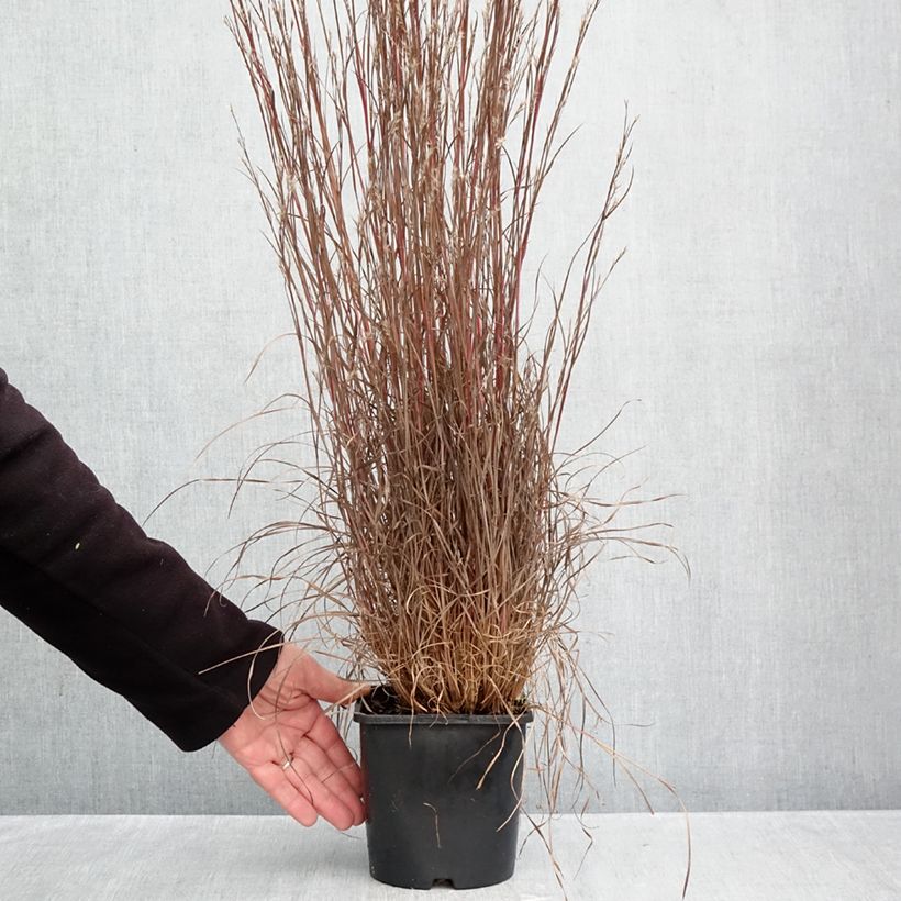 Exemplaar van Schizachyrium scoparium Chameleon - Prairiegras Pot van 2 l/3 l zoals geleverd in de herfst